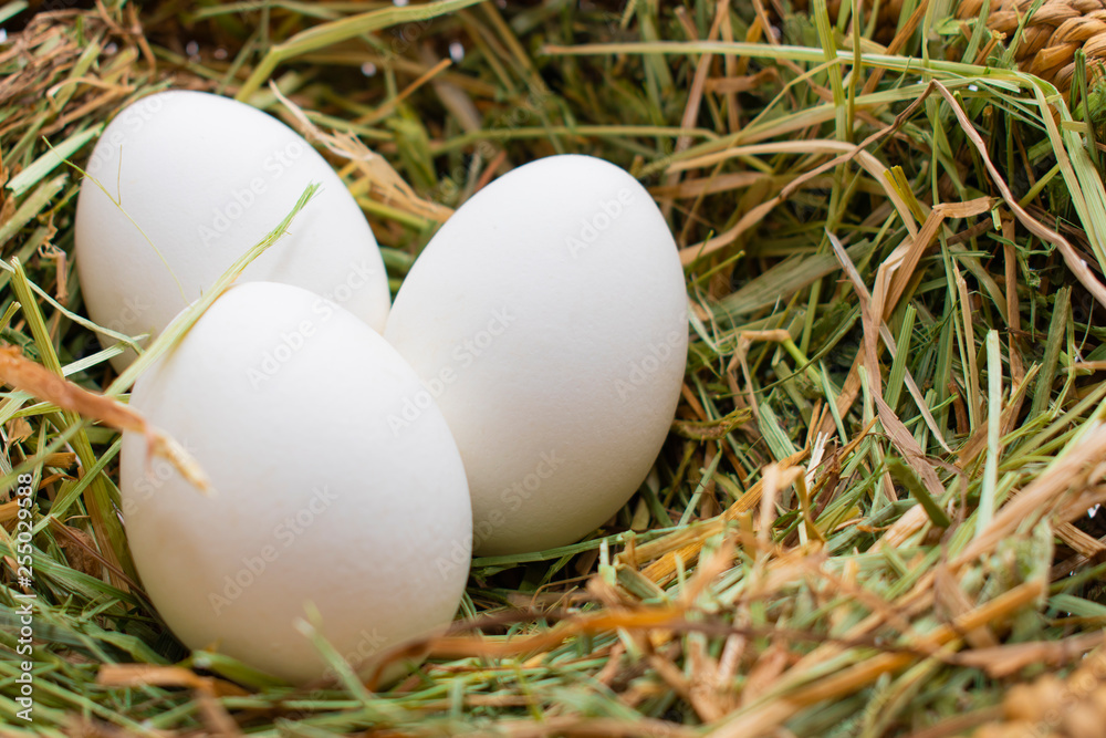 three white eggs on straw. macro. closeup three white eggs on straw. macro. closeup