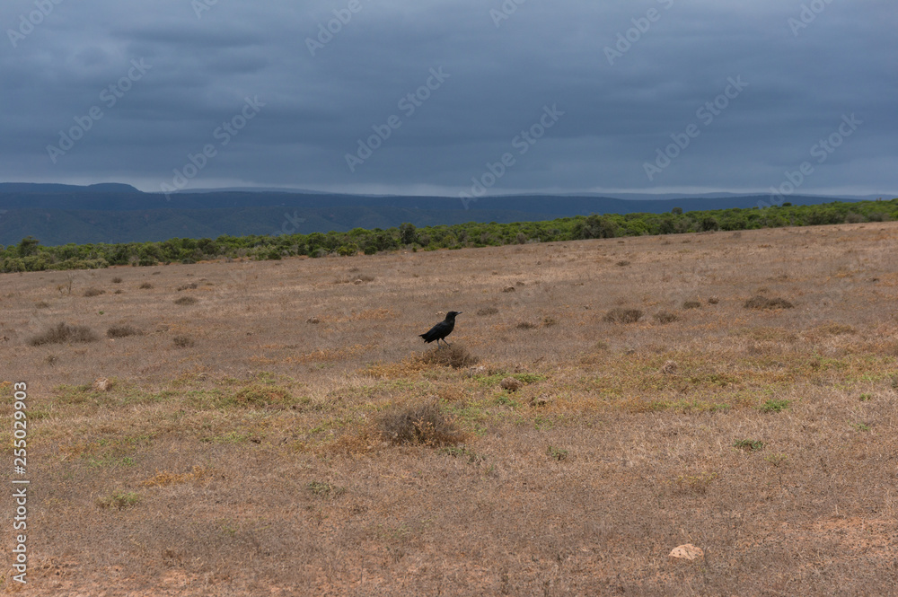 Black crow sitting on dry grass in African savannah Black crow sitting on dry grass in African savannah