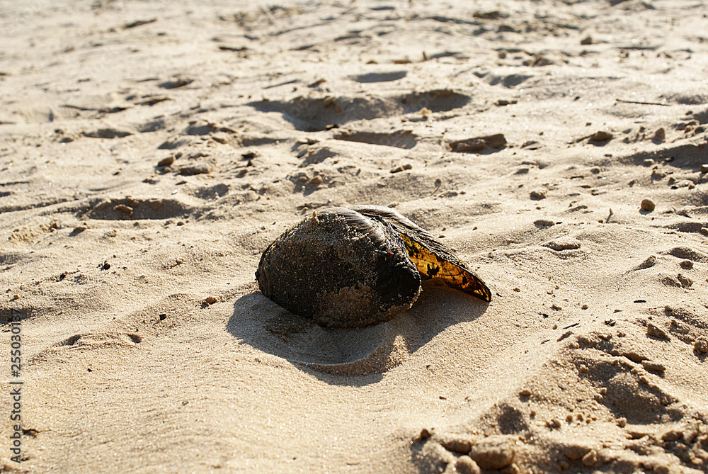 Obraz premium River shell on the sand, the beach.
