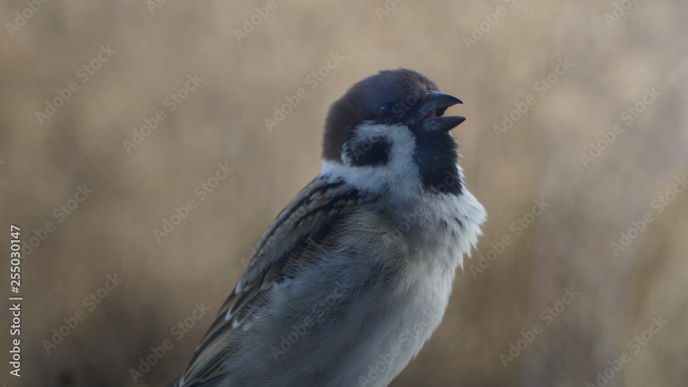 Obraz premium Tweety Sparrow