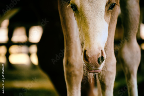 Tableau sur toile Cute quarter horse foal close up looking at camera.