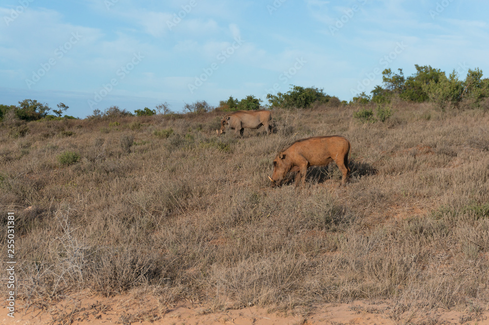 Obraz premium Two warthogs grazing in the wild. Safari game drive in Africa