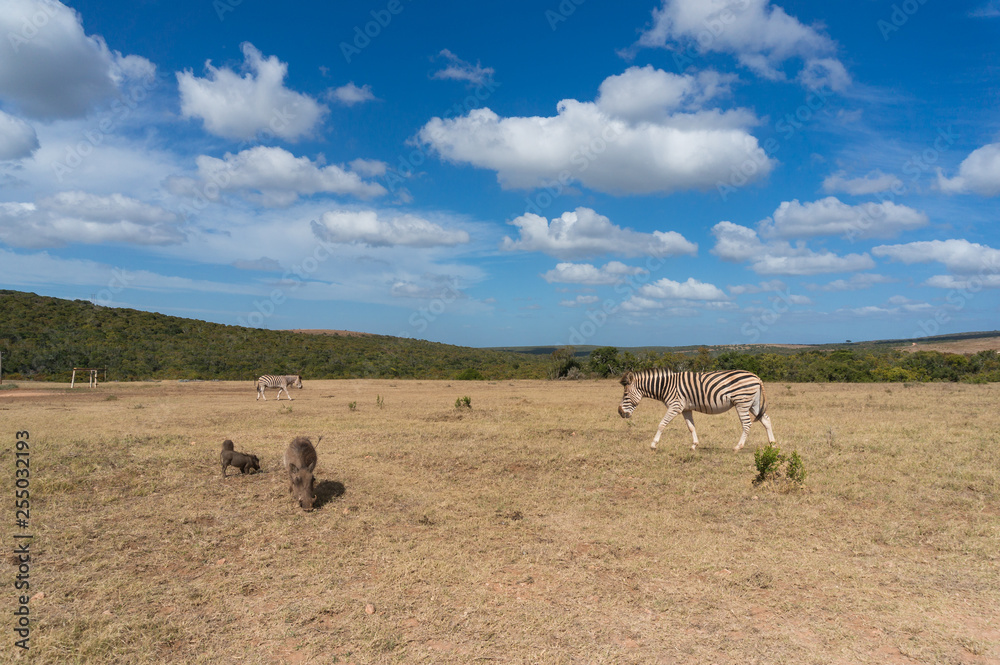 Obraz premium Zebras and warthogs grazing African savannah landscape