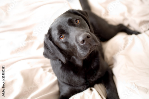 Billede på lærred black Labrador retriever
