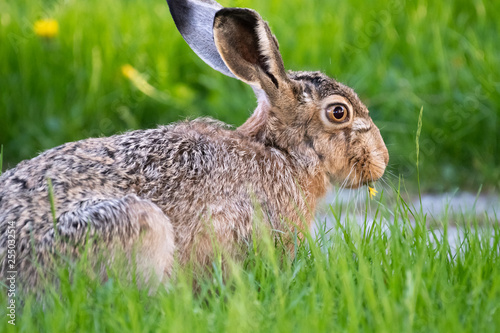 cute rabbit (jackrabbit/hare) sitting in grass surrounded by daisy flowers in sunlight