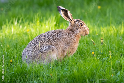 cute rabbit (jackrabbit/hare) sitting in grass surrounded by daisy flowers in sunlight