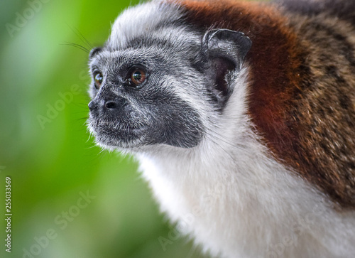 Geoffrey's Tamarin Monkey photo