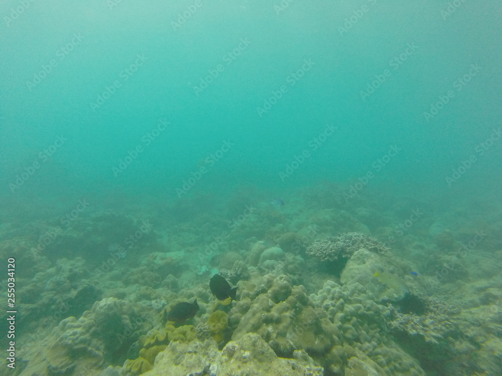 marine biology marine biology