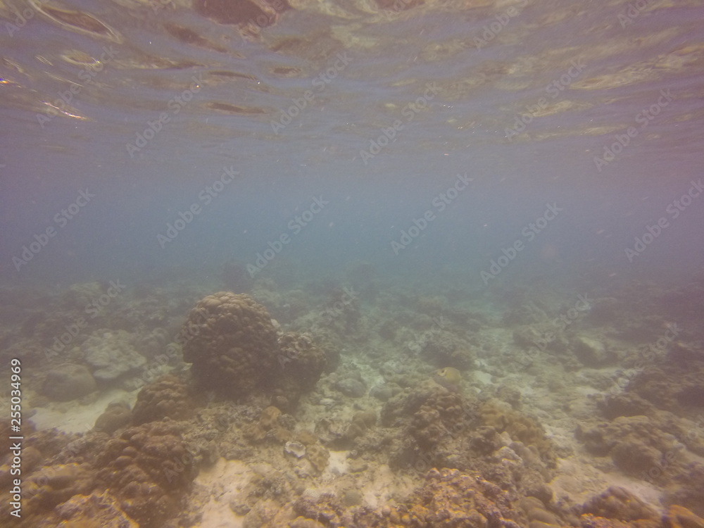 seychelles snorkeling seychelles snorkeling