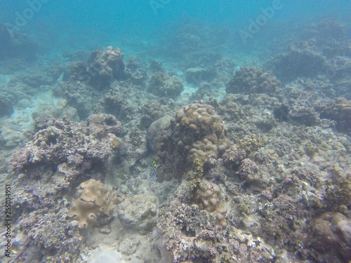 seychelles snorkeling
