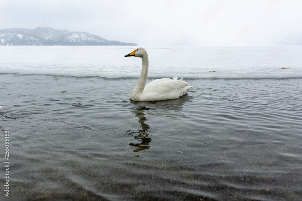 White swans swimming in the nonfreezing winter lake in japan