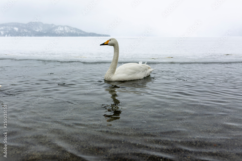 White swans swimming in the nonfreezing winter lake in japan White swans swimming in the nonfreezing winter lake in japan