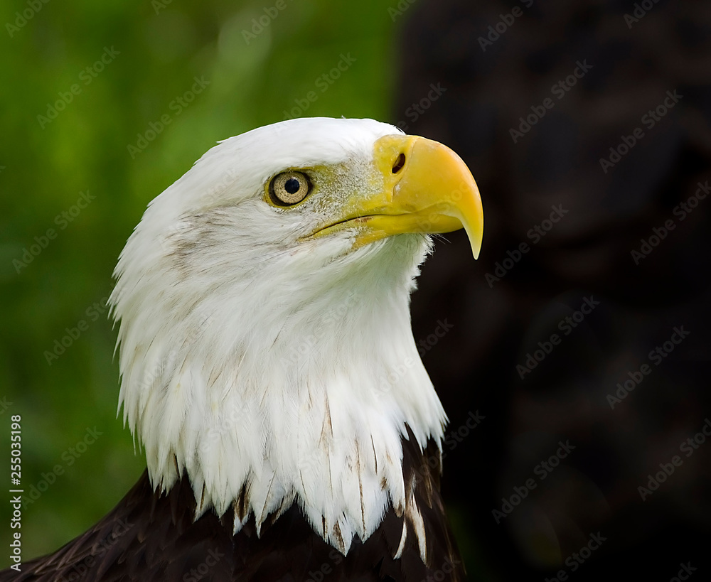 Bald Eagle portrait