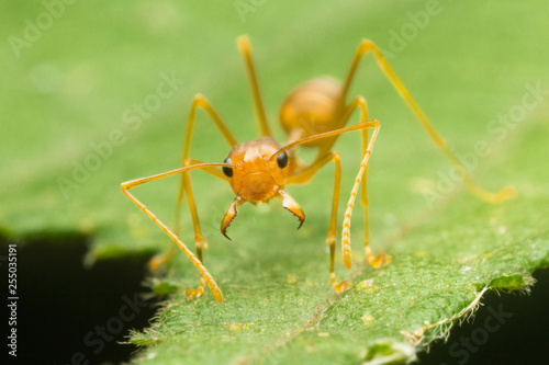 Red Ant or Green Tree Ant on the green leaf,closed up, macro
