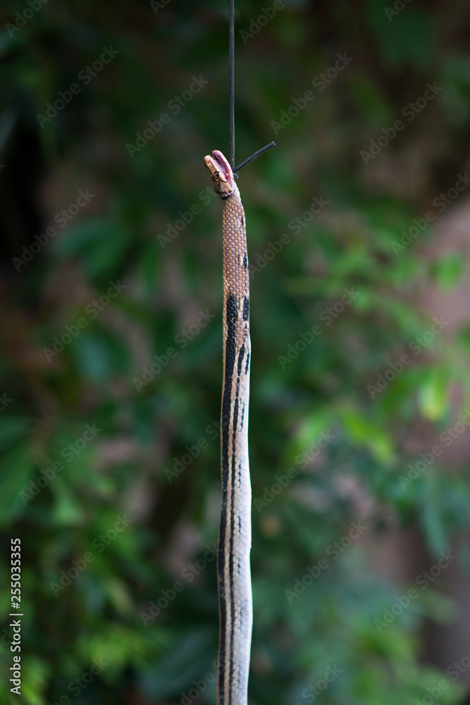 Killed snake in Sapa. Vietnamese kids hunting and trapping a snake in the forest in Sapa, Lao Cai, Vietnam Killed snake in Sapa. Vietnamese kids hunting and trapping a snake in the forest in Sapa, Lao Cai, Vietnam
