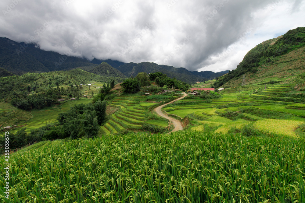 Green rice terraces landscape in Sapa, Lao Cai, Vietnam