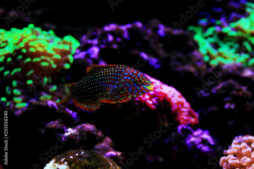 Ornate Leopard wrasse fish in coral reef aquarium tank