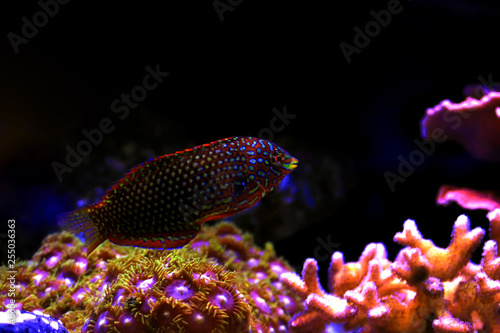 Ornate Leopard wrasse fish in coral reef aquarium tank © Kolevski.V