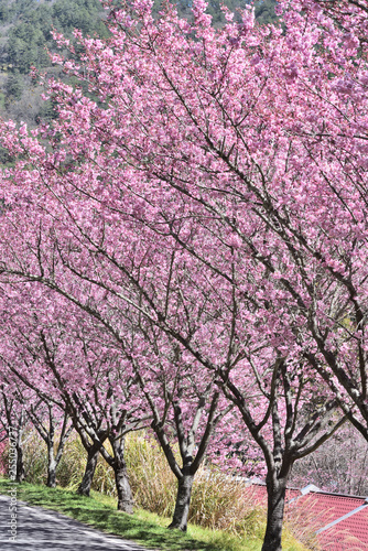 Pink cherry blossoms in Taichung  Taiwan