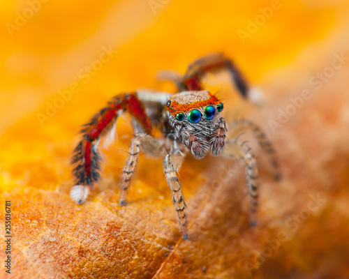 Beautiful close-up of a (Saitis barbipes) Jumping spider.