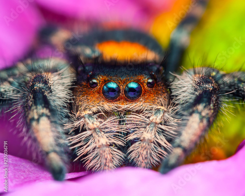 Beautiful close-up of a (Phidippus regius) Jumping spider.