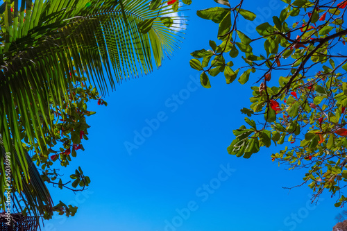 Tropical Background with Copy Space