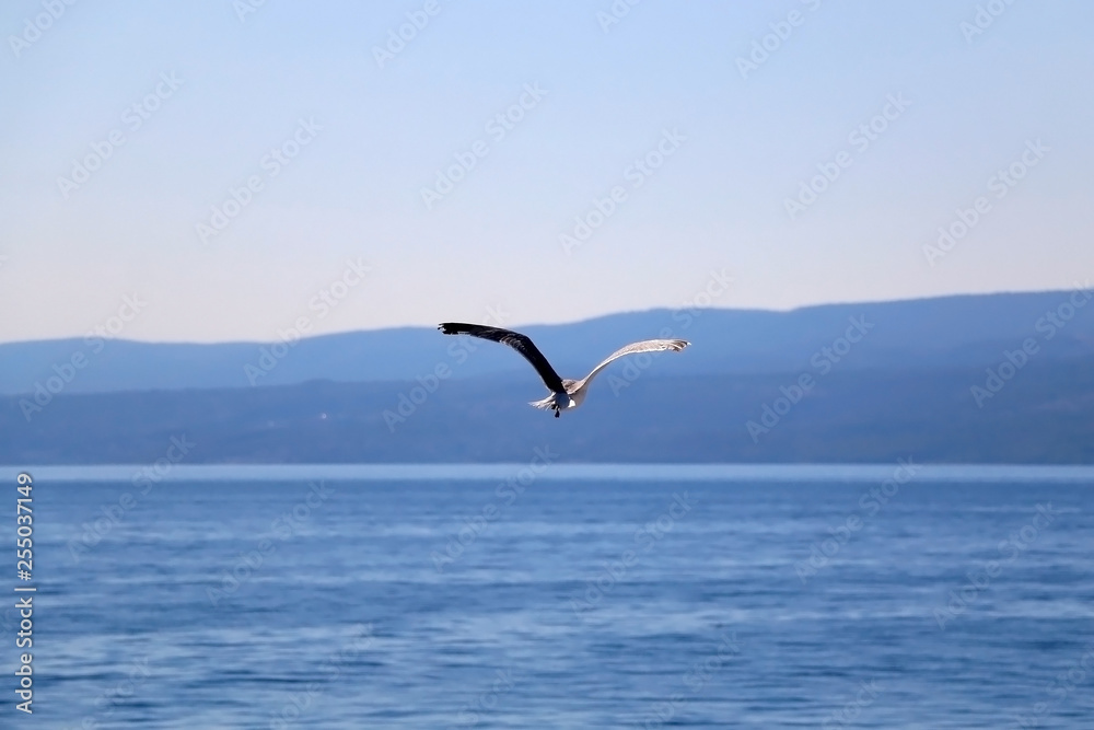 Seagull flying above the sea. Beautiful landscape in Croatia.