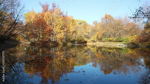 Autumn pond still background with yellow trees and fallen leaves