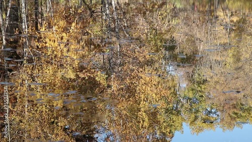 View of an autumn pond with light ripple and reflections