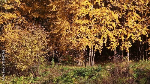 Autumn forest video background with yellow leaves