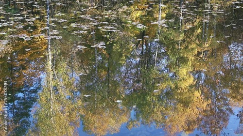 Autumn trees reflecting in water on a sunny evening park