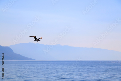Seagull flying above the sea. Beautiful landscape in Croatia.