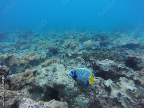 Fototapeta Naklejka Na Ścianę i Meble -  seychelles coral reefs