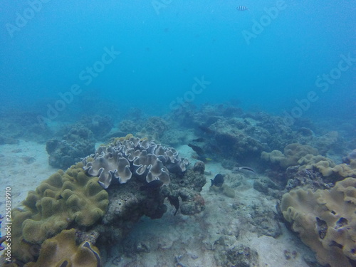 Fototapeta Naklejka Na Ścianę i Meble -  seychelles coral reefs