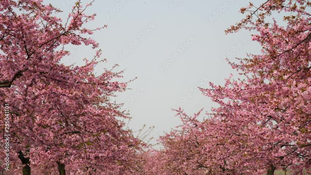 Flowers in spring series: Blossoms of Cherry flowers in small clusters on a cherry tree branch in breeze, wide view with blue sky, 4K movie, slow motion. Flowers in spring series: Blossoms of Cherry flowers in small clusters on a cherry tree branch in breeze, wide view with blue sky, 4K movie, slow motion.