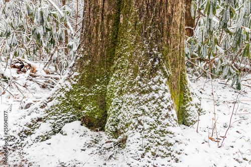 Mossy treestump in winter forest	 photo