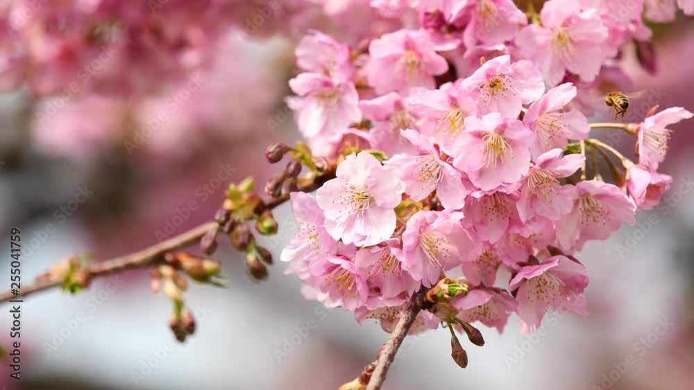 Flowers in spring series: Blossoms of Cherry flowers in small clusters on a cherry tree branch in breeze, honeybee on it gather honey, close up view, 4K movie, slow motion. Flowers in spring series: Blossoms of Cherry flowers in small clusters on a cherry tree branch in breeze, honeybee on it gather honey, close up view, 4K movie, slow motion.