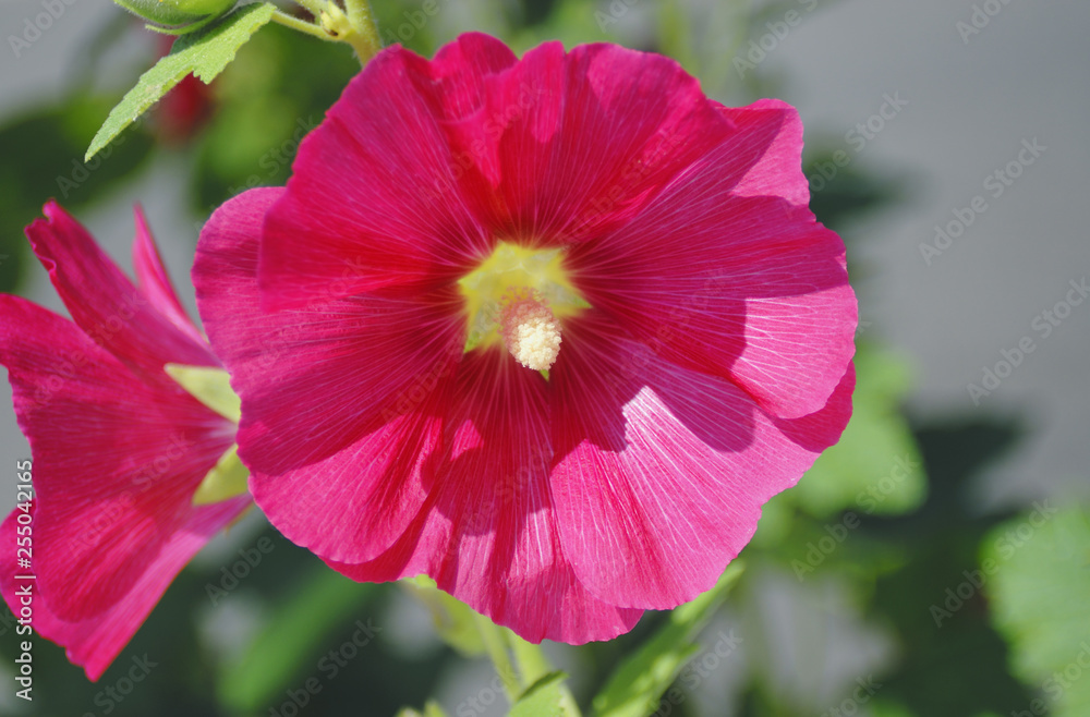 花 素材 花 素材