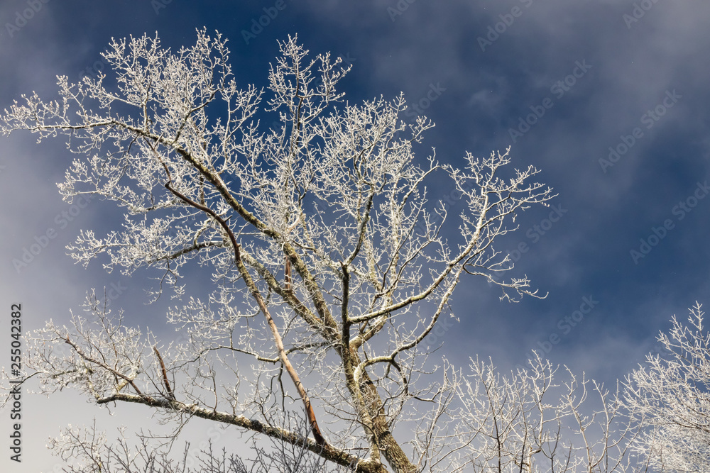 Snowy treetops against blue sky background Snowy treetops against blue sky background