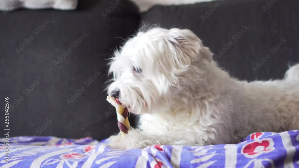 Dog Lying on Couch Chewing Pet Treat indoor. Dog Lying on Couch Chewing Pet Treat indoor.