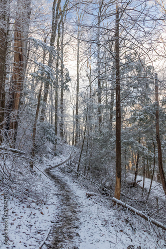 Hiking trail in winter forest
