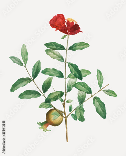 Pomegranate tree branch