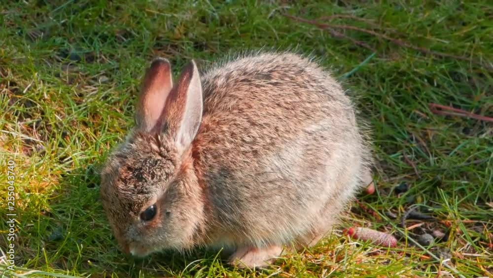 Close up of Beautiful, Cute, Fluffy, Brown Bunny in the sunlight eating and foraging some grass. Tiny round body with a ray of sunlight creating Beautiful Lighting. Close up of Beautiful, Cute, Fluffy, Brown Bunny in the sunlight eating and foraging some grass. Tiny round body with a ray of sunlight creating Beautiful Lighting.