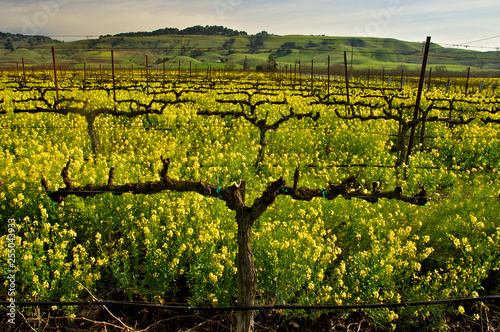 Pruned, Espaliered and spur pruned Grapevines surrounded by yellow mustard flowers used for a cover crop and to replenish soil, Gilroy, California  photo