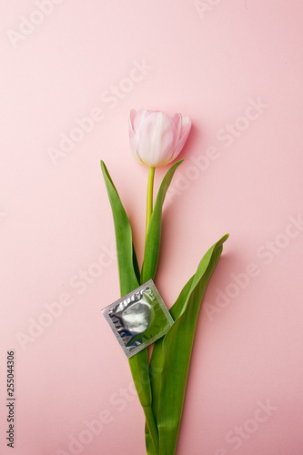 One pink tulip and condom on the pink background. Flat lay, top view. Valentines, springtime background, minimal concept photo