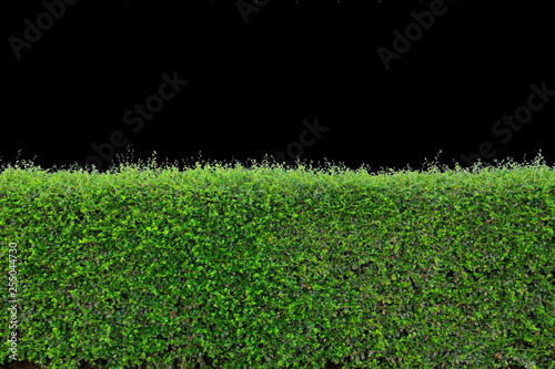 Wallpaper Mural green tree bush or hedge or Green Leaves Wall ,fence isolated on black background Torontodigital.ca