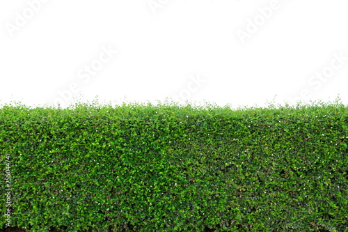 green tree bush or hedge or Green Leaves Wall ,fence isolated on white background