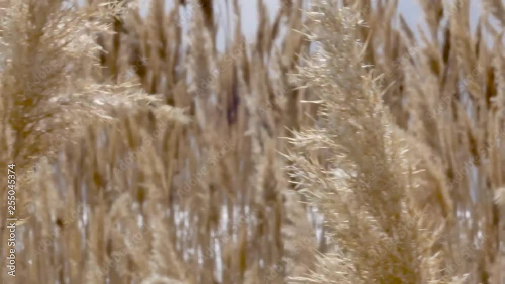 golden grasses swaying in the wind with beautiful depth of field golden grasses swaying in the wind with beautiful depth of field