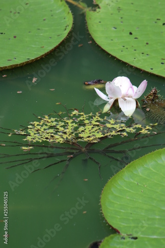 water lily in pond Florest Amazonic Brazil