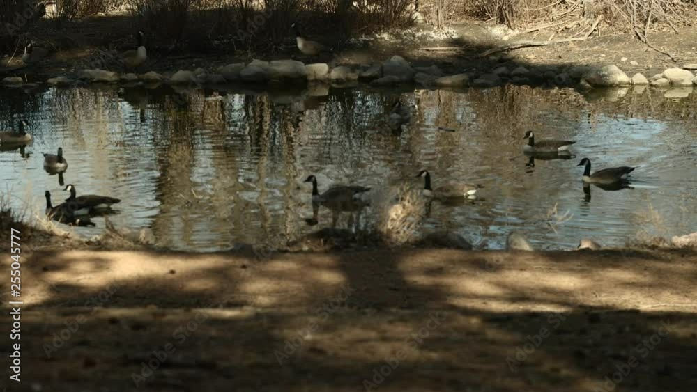 Ducks and Geese on on a small pond swimming